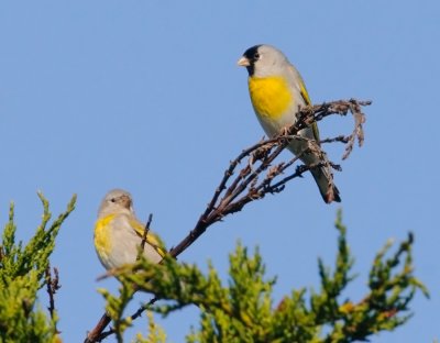 Lawrence's Goldfinch, pair