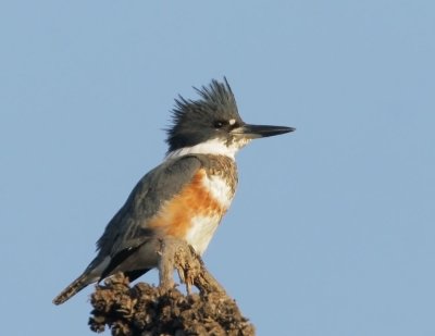 Belted Kingfisher, female