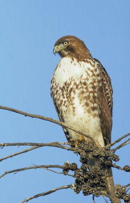 Red-tailed Hawk, immature