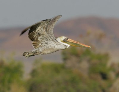 Brown Pelican