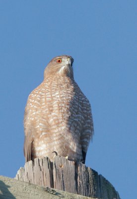 Cooper's Hawk