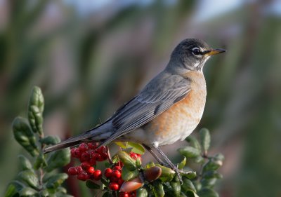 American Robin