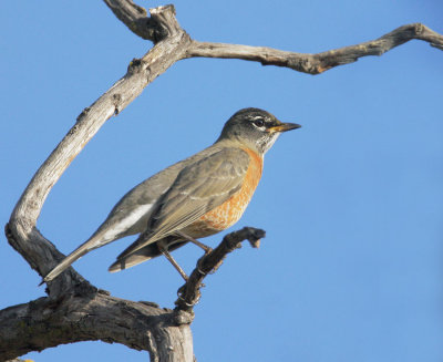 American Robin