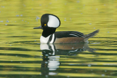 Hooded Merganser, male