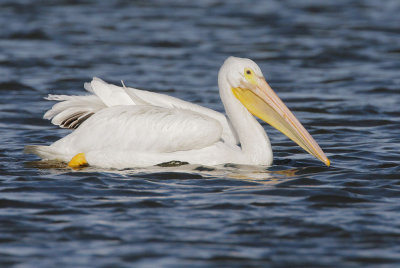 American White Pelican