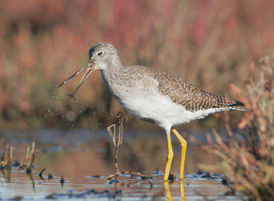 Greater Yellowlegs, feeding