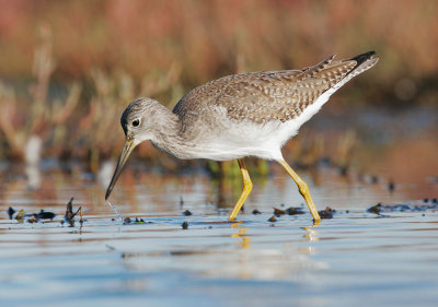 Greater Yellowlegs