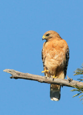 Red-shouldered Hawk