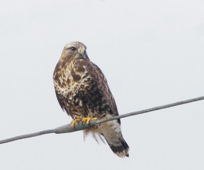 Rough-legged Hawk