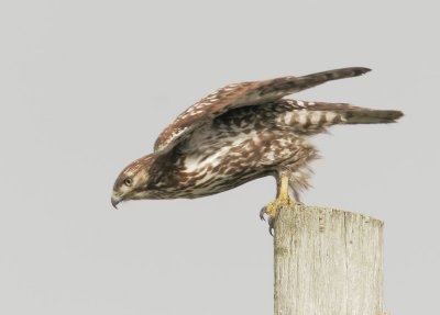 Red-shouldered Hawk, first winter - SET