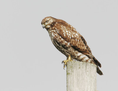 Red-shouldered Hawk, first winter - READY