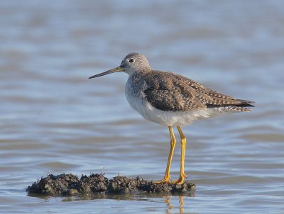 Greater Yellowlegs
