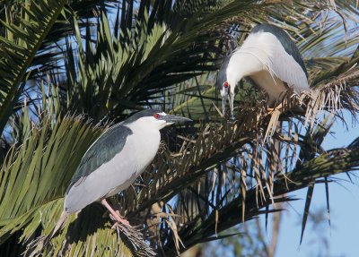 Black-crowned Night-Herons, pair displaying