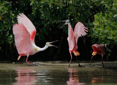 Roseate Spoonbills, males fighting, female nearby