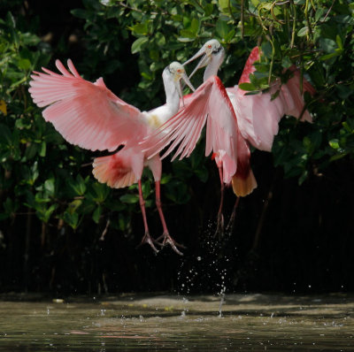 Roseate Spoonbills, males fighting