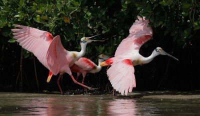 Roseate Spoonbills, fight over, female with victor