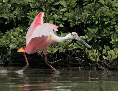 Roseate Spoonbill, defeated male retreating