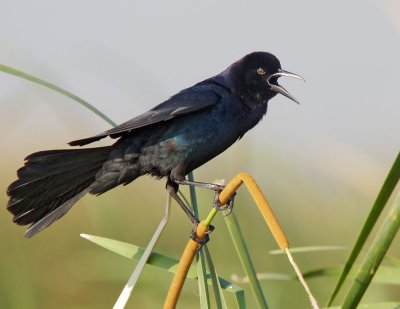 Boat-tailed Grackle, male