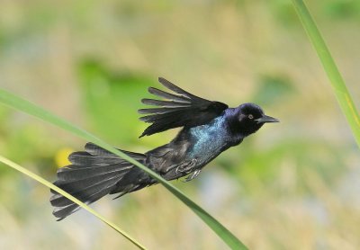 Boat-tailed Grackle, male flying