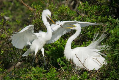 Great Egrets, male offering twig
