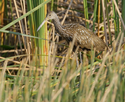 Limpkin