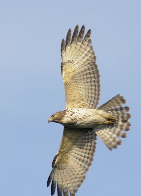 Red-shouldered Hawk, Florida, first winter