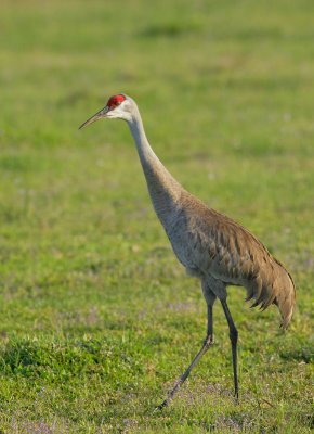 Sandhill Crane