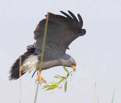 Snail Kite, male carrying nesting material
