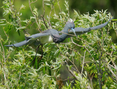 Tricolored Heron, gathering nesting material
