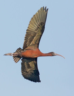 Glossy Ibis, flying