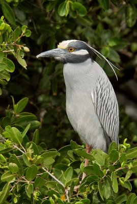 Yellow-crowned Night-Heron