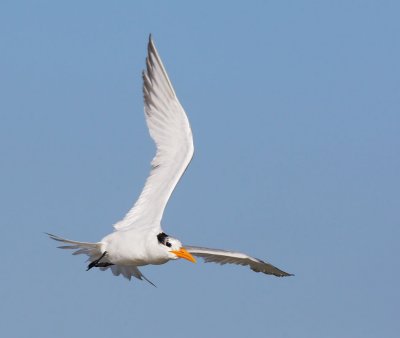 Royal Tern, flying