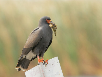 Snail Kite, male carrying snail to nest