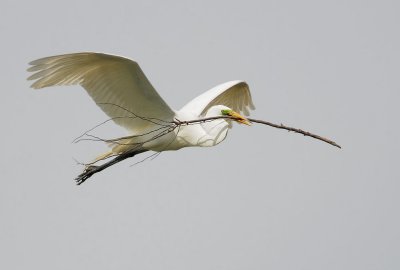 Great Egret, carrying nesting material