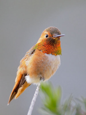 Allen's Hummingbird, male