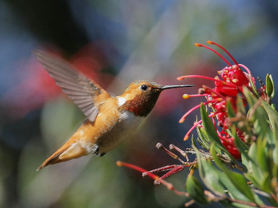 Allen's Hummingbird, male feeding