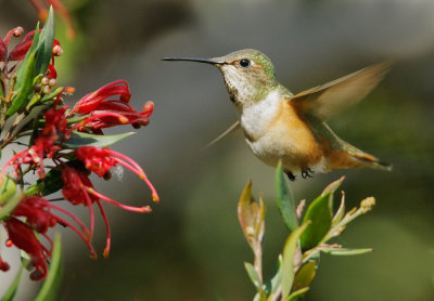 Rufous or Allen's Hummingbird, female feeding
