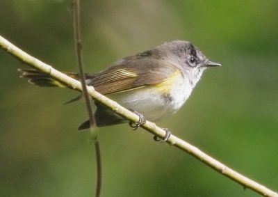 American Redstart, first-winter male