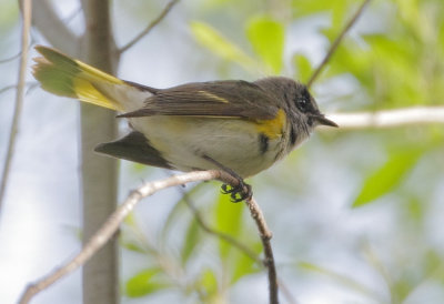 American Redstart, first-winter male