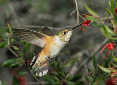 Allen's Hummingbird, female feeding