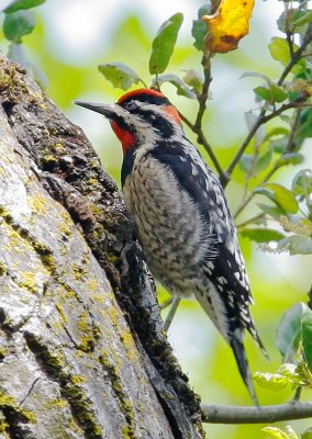 Red-naped Sapsucker, female?