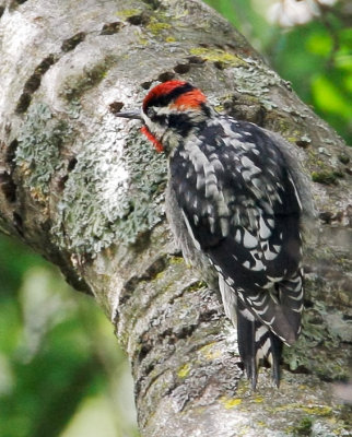 Red-naped Sapsucker, female?