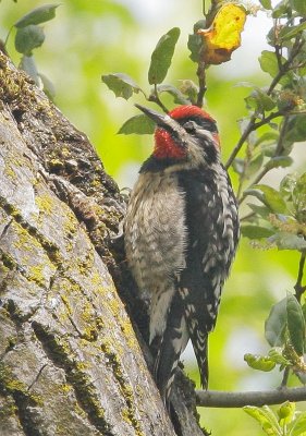 Red-naped Sapsucker, female?