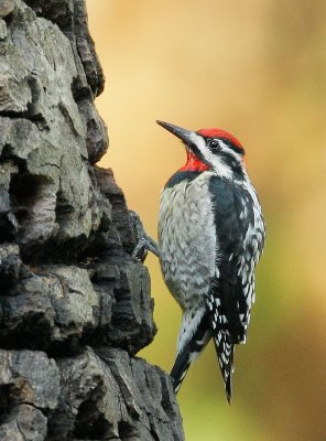 Red-naped Sapsucker, female?