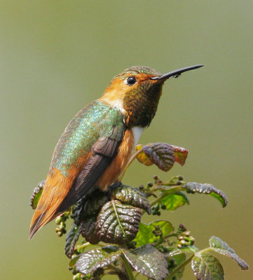 Allen's Hummingbird, male