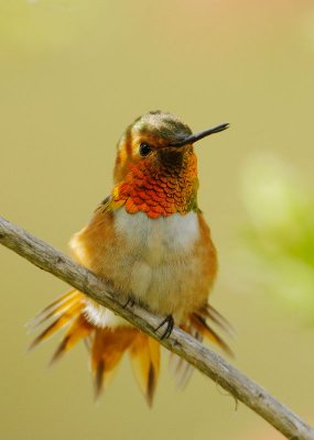 Allen's Hummingbird, male, tail feathers