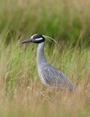 Yellow-crowned Night-Heron