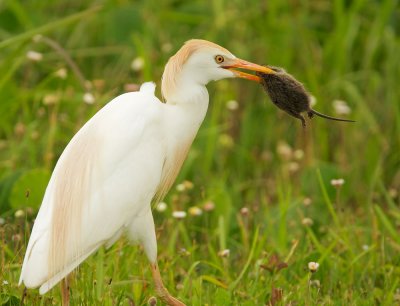 Cattle Egret, with rodent