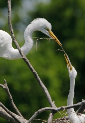 Great Egrets, passing nesting material