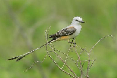 Scissor-tailed Flycatcher, male